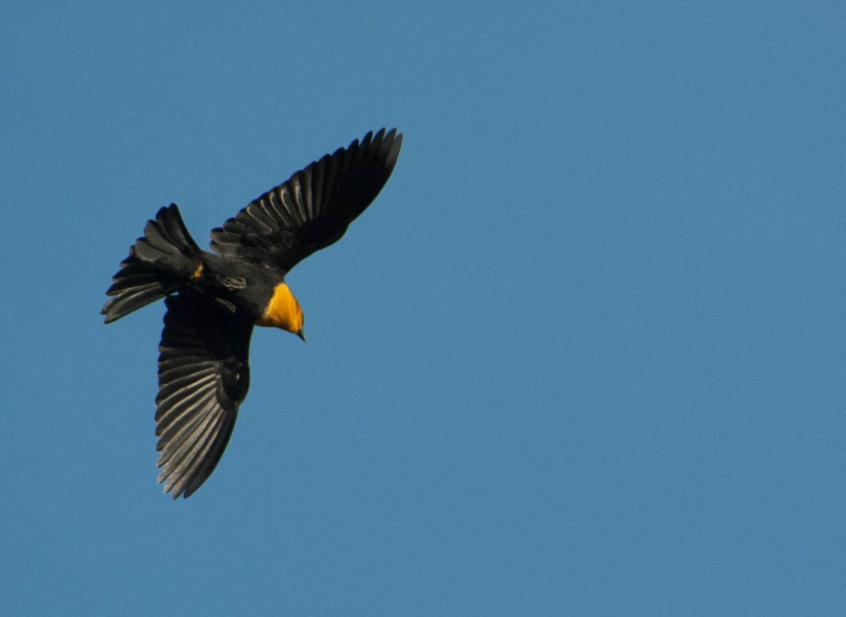 Yellow-headed Blackbird - ML80057411