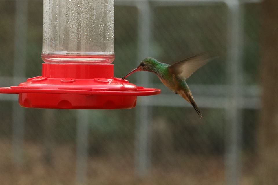 Buff-bellied Hummingbird - Lisa Holmes