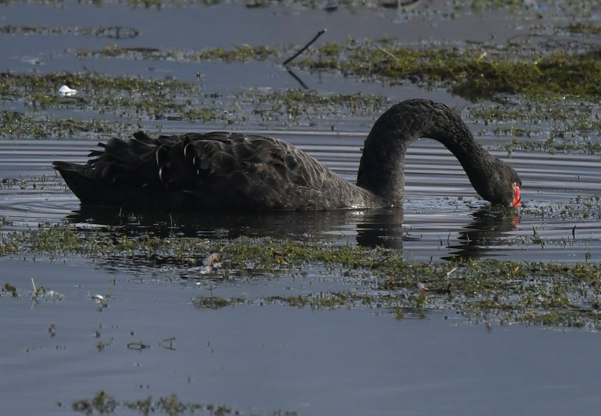 Black Swan - marcel finlay