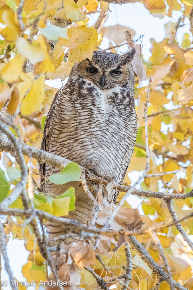 Great Horned Owl - Mike Andersen