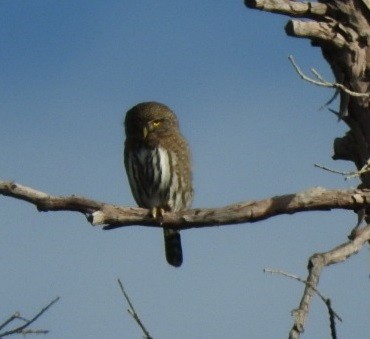 Northern Pygmy-Owl - ML80071661