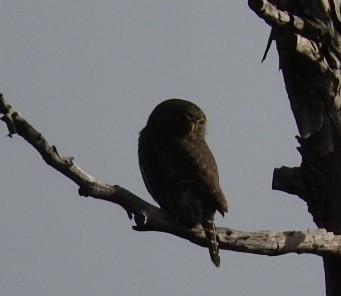 Northern Pygmy-Owl - ML80071691