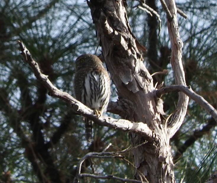 Northern Pygmy-Owl - ML80071701