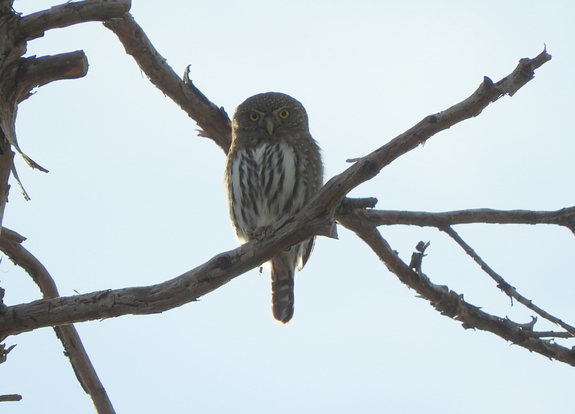 Northern Pygmy-Owl - ML80071721