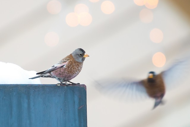 Gray-crowned Rosy-Finch