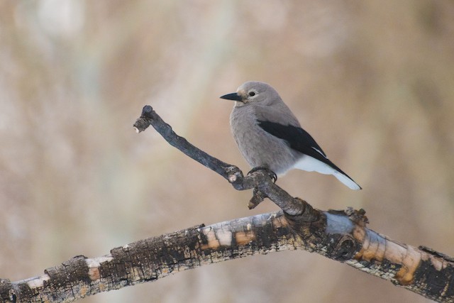 Clark's Nutcracker