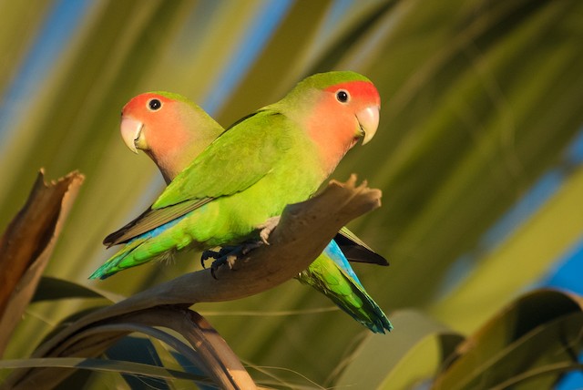 Rosy-faced Lovebird