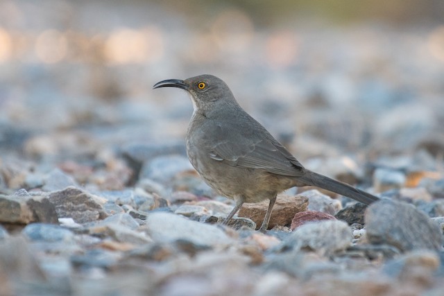 Curve-billed Thrasher