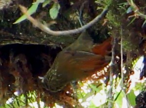 Spotted Woodcreeper - ML80078101