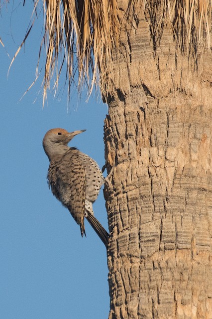 Gilded Flicker