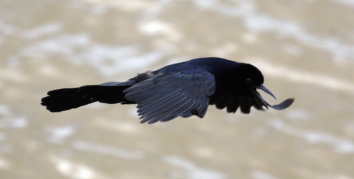 Boat-tailed Grackle - ML80080831