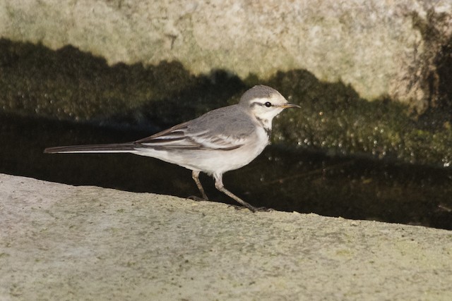 White Wagtail