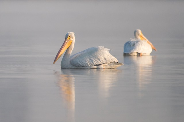 American White Pelican