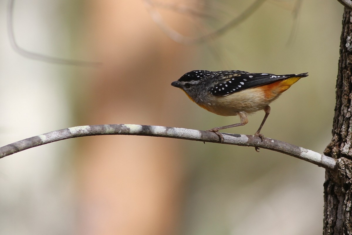 Spotted Pardalote - ML80085461