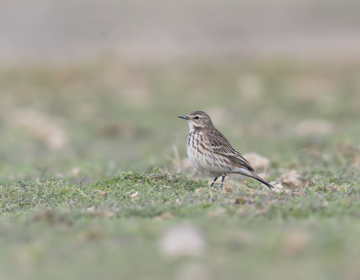 Water Pipit - ML80085921
