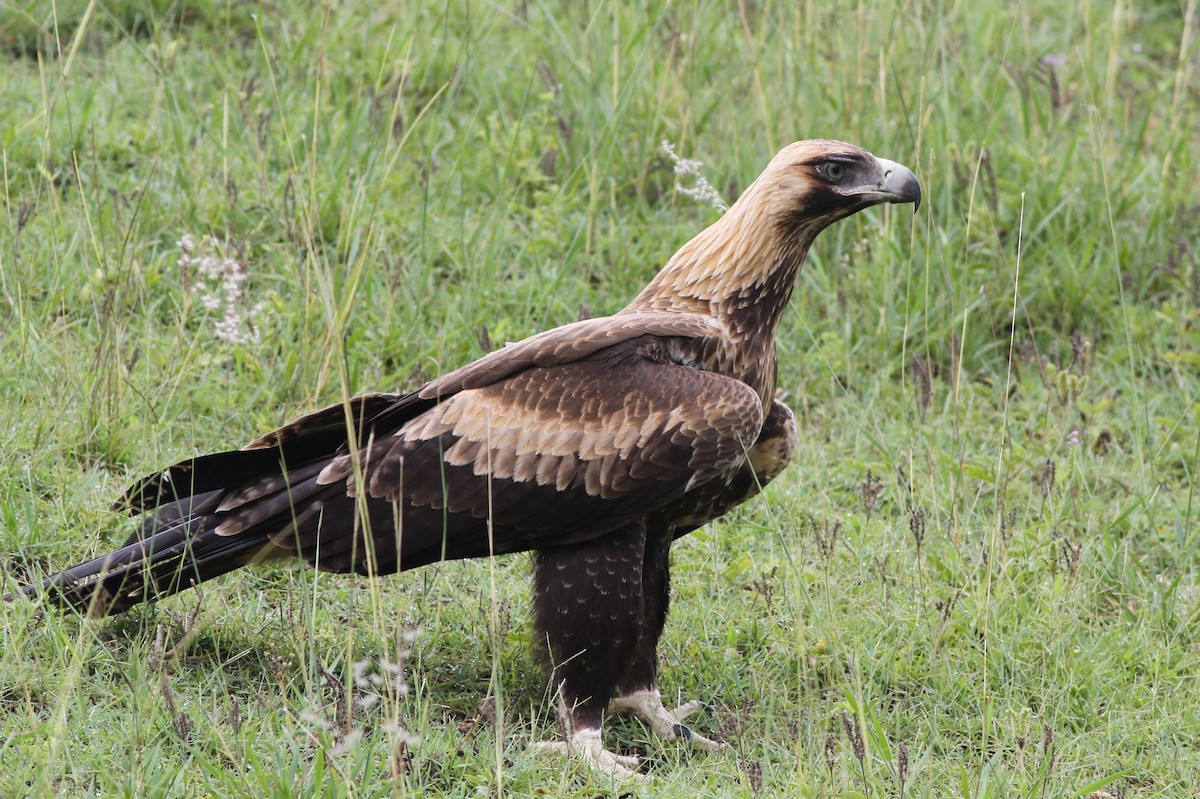 Wedge-tailed Eagle - Chris Wiley