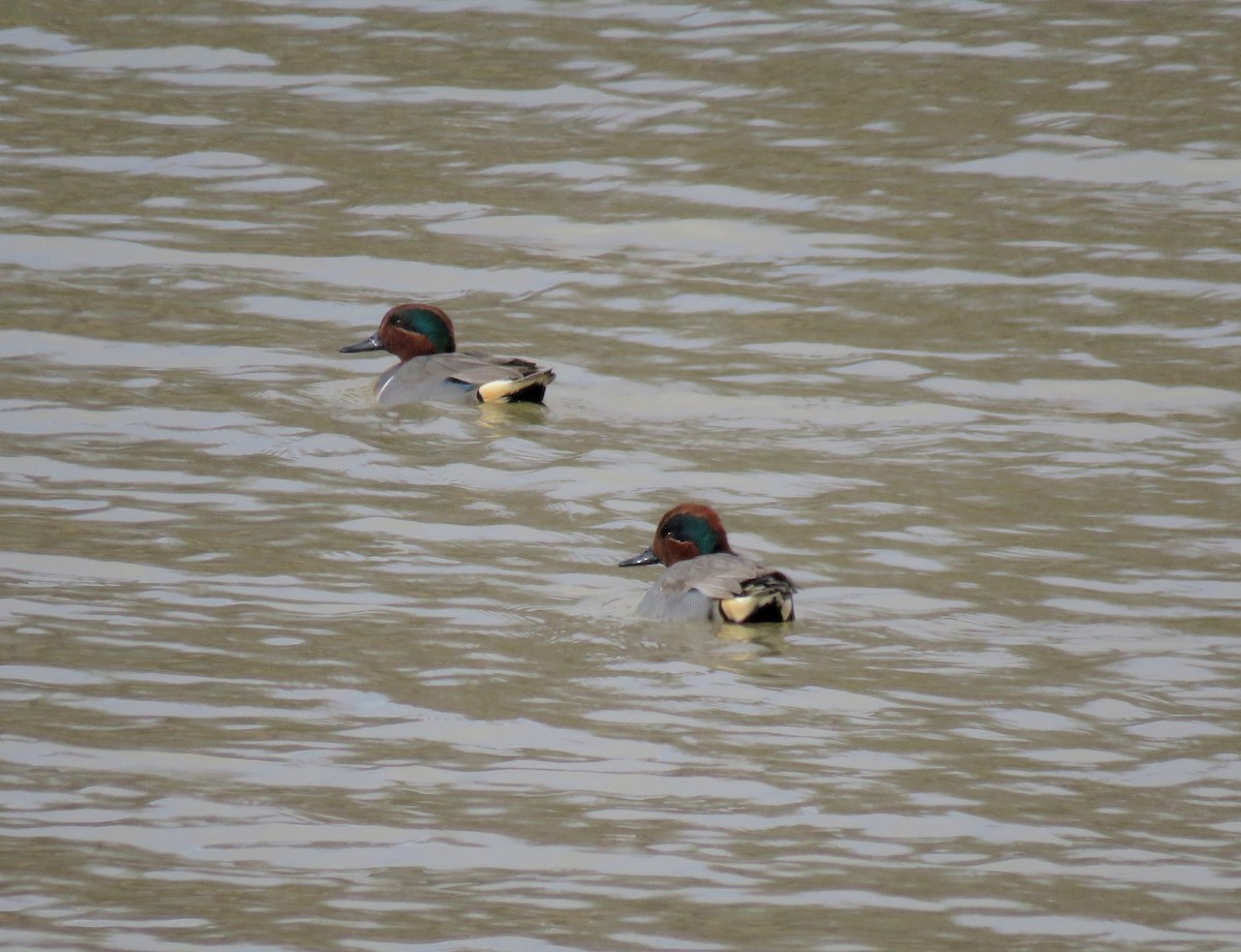 Green-winged Teal - Albert Ribes