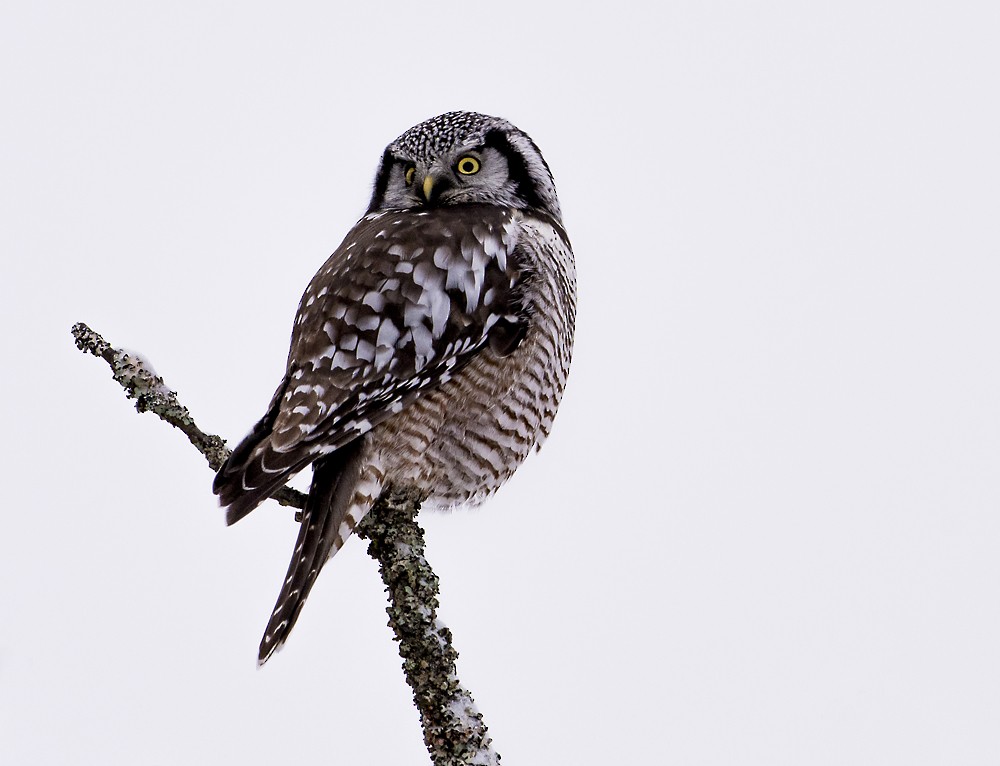 Northern Hawk Owl - Mark Schwan