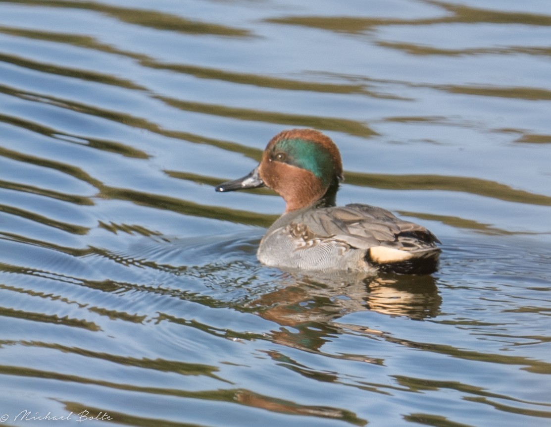 Green-winged Teal - Michael Bolte