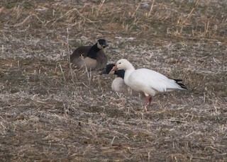 Snow Goose, ML80087831