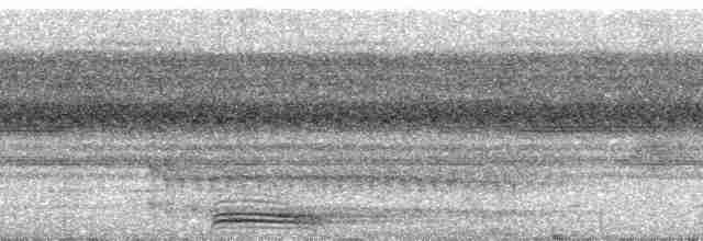 Broad-billed Motmot (Plain-tailed) - ML80088