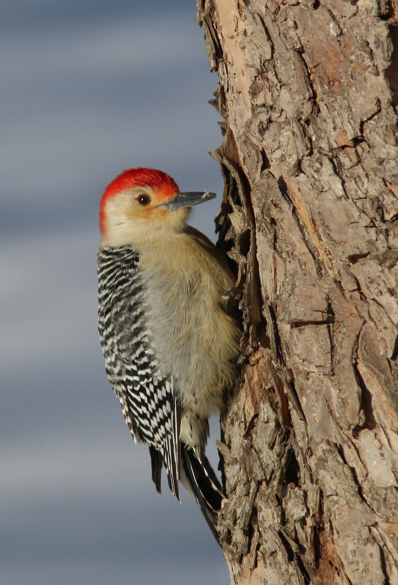 Red-bellied Woodpecker - Aaron  Brees