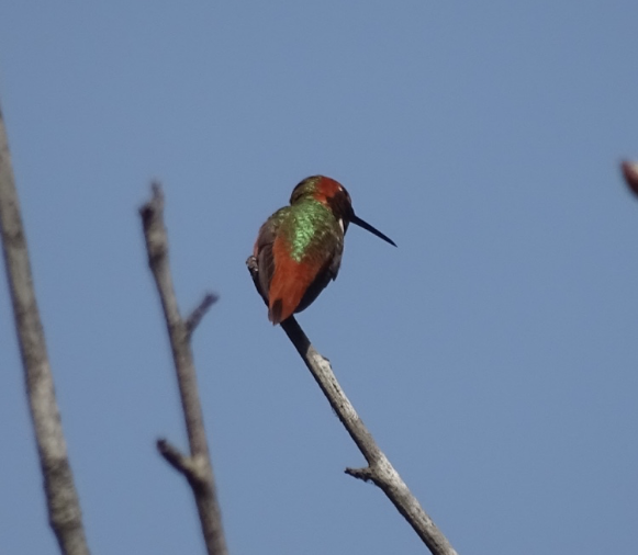 Allen's Hummingbird - Angie Trumbo