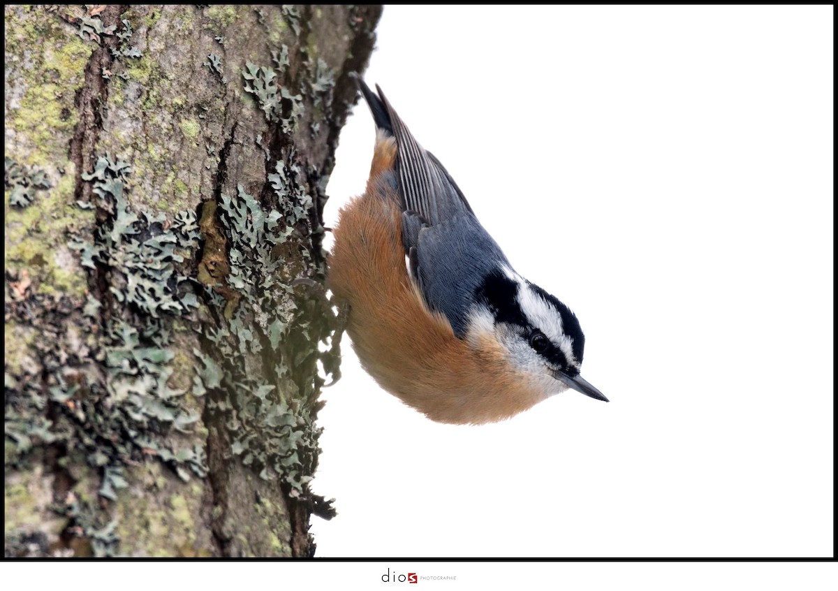 Red-breasted Nuthatch - Sébastien Dionne