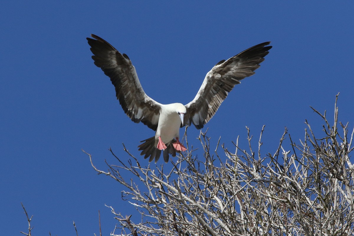 Red-footed Booby (Eastern Pacific) - ML80103861