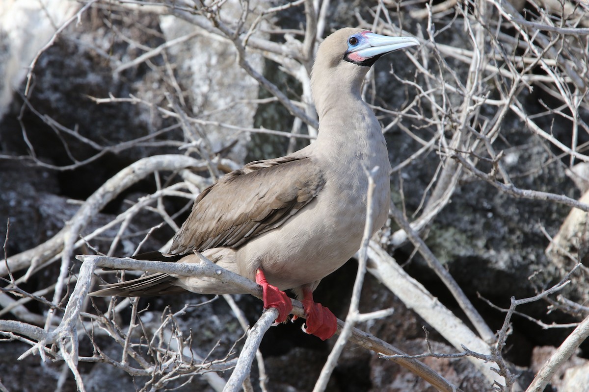 Red-footed Booby (Eastern Pacific) - ML80103871