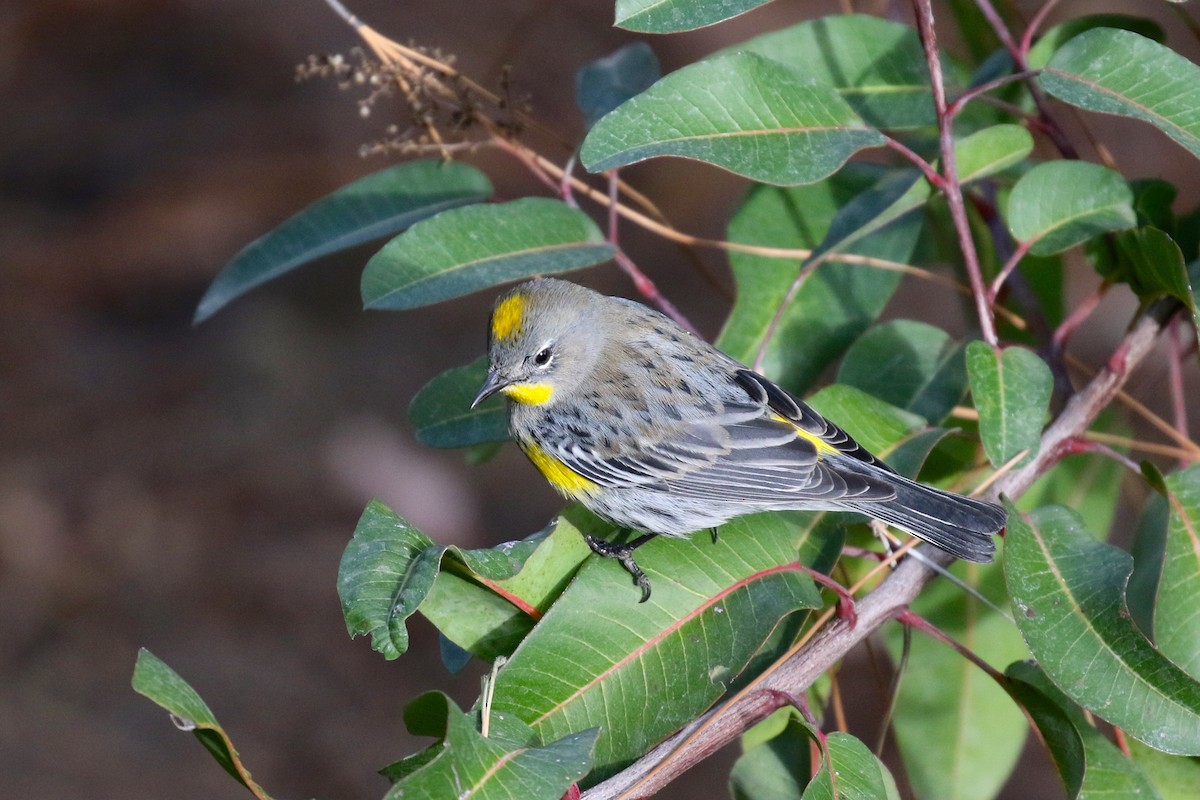 Yellow-rumped Warbler (Audubon's) - Alison Hiers