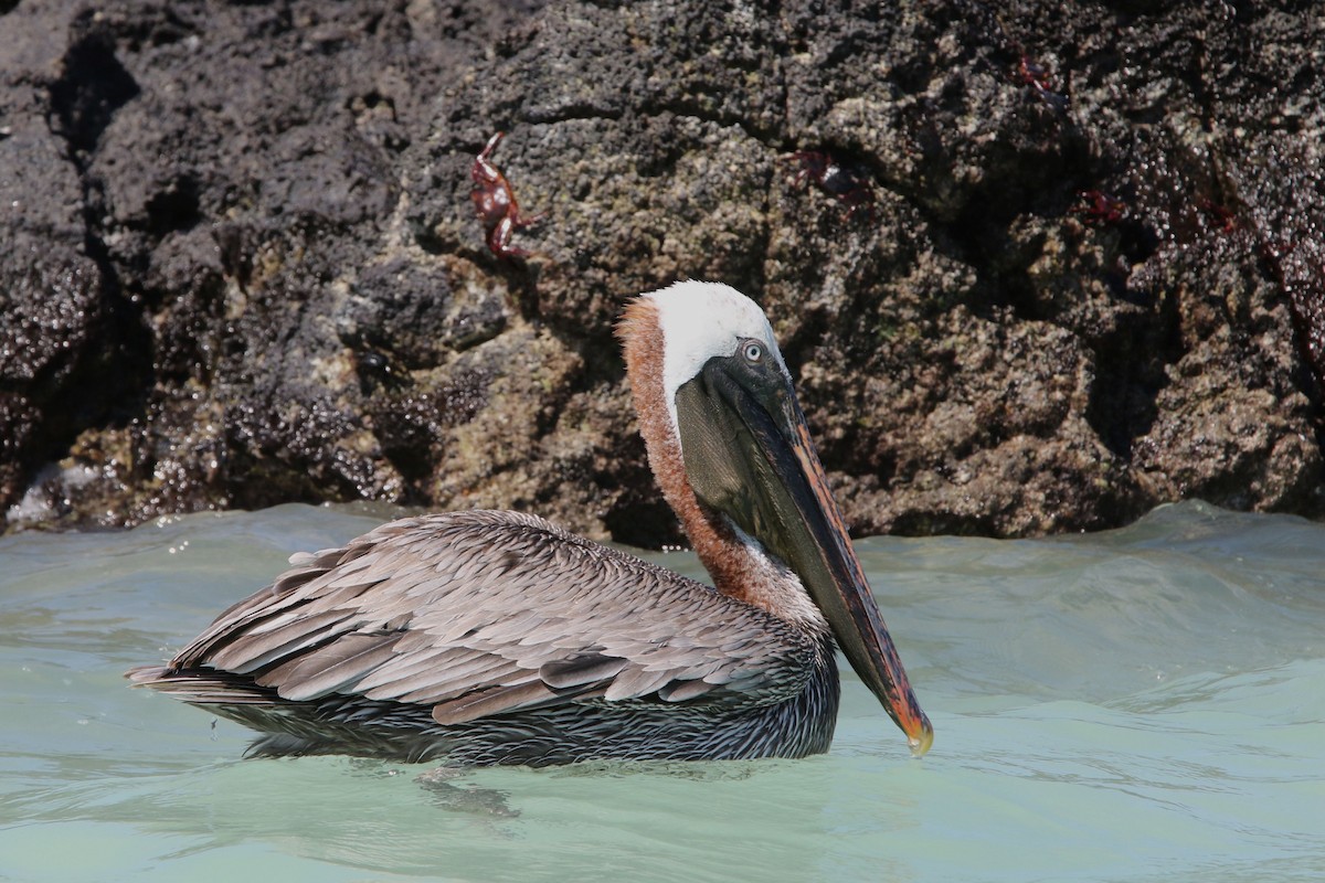 pelikán hnědý - ML80104071
