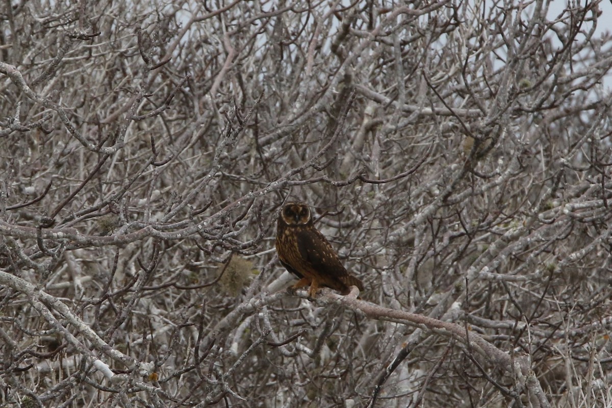 Short-eared Owl (Galapagos) - ML80104421