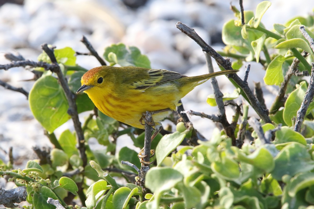 Yellow Warbler (Galapagos) - Olivier Langrand