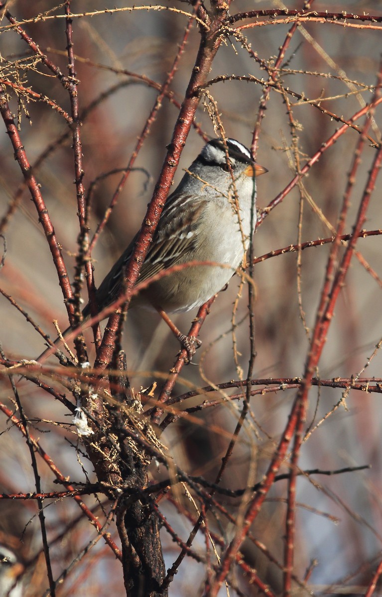 White-crowned Sparrow (Gambel's) - David Barton