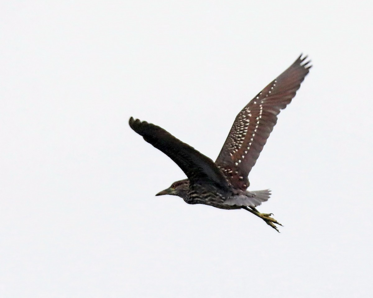 Black-crowned Night Heron - ML80110361