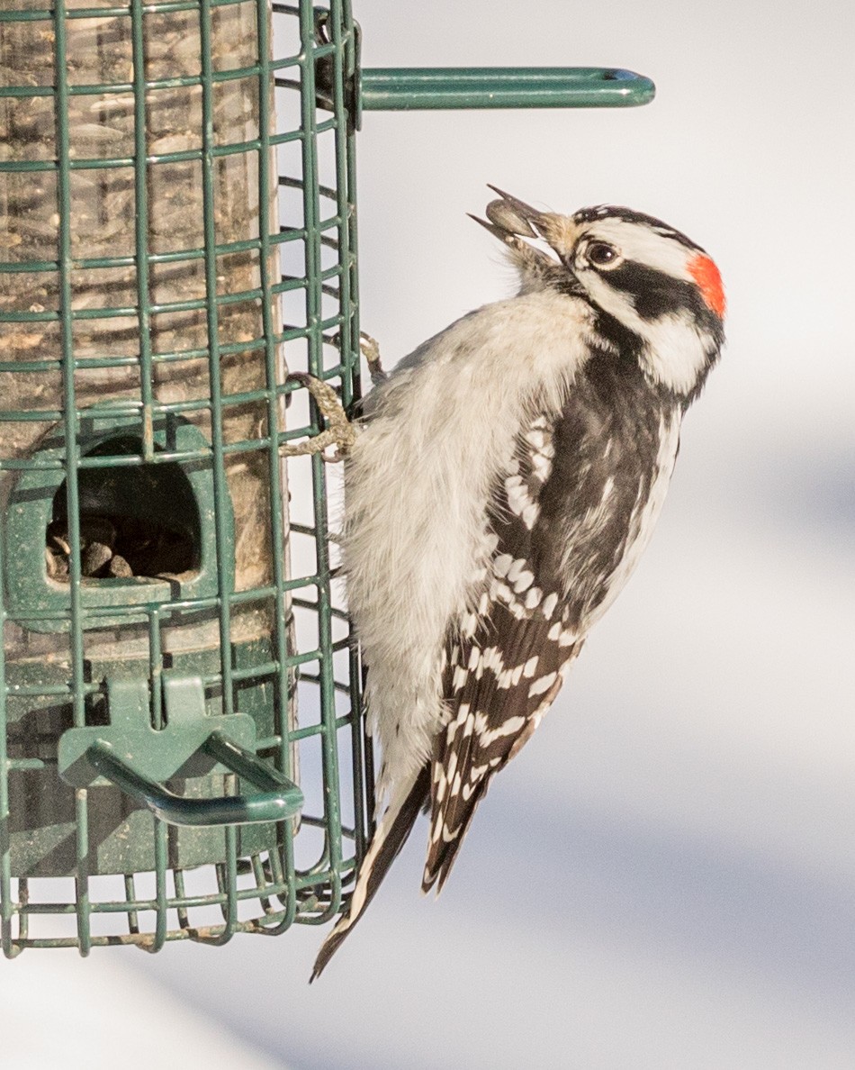 Downy Woodpecker (Eastern) - ML80113221
