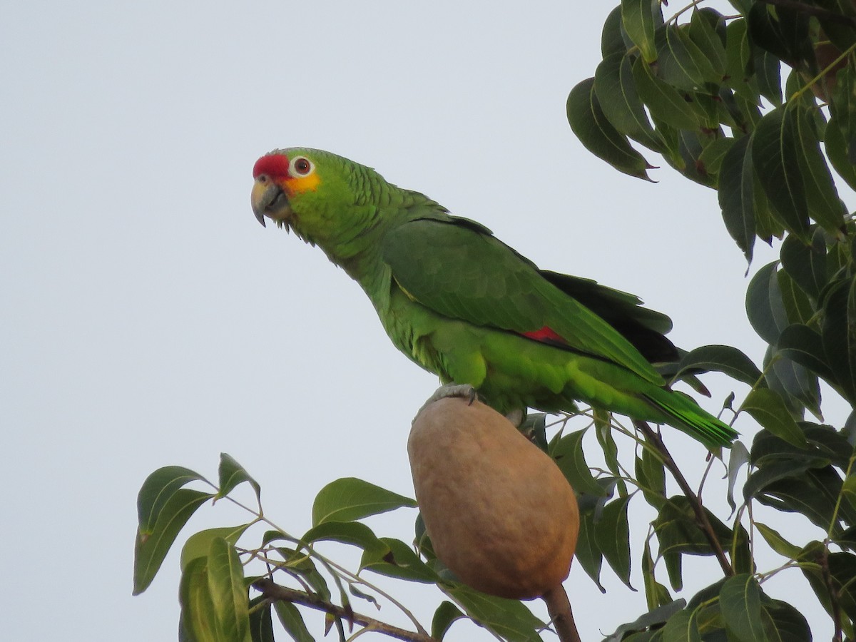 Red-lored Parrot - Green Jay Bird Conservancy Juan Flores