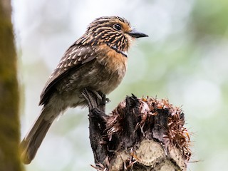  - Crescent-chested Puffbird