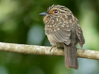  - Crescent-chested Puffbird