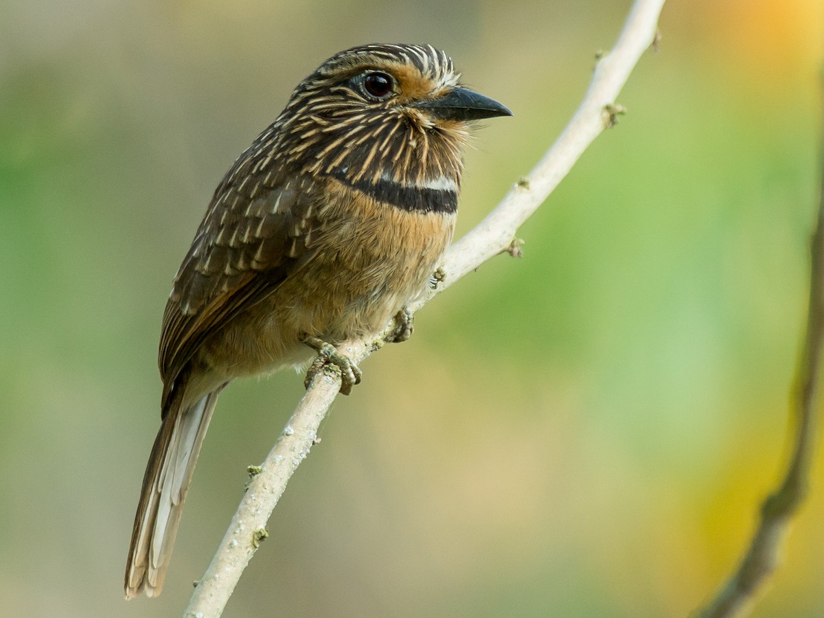 Crescent-chested Puffbird - Malacoptila striata - Birds of the World