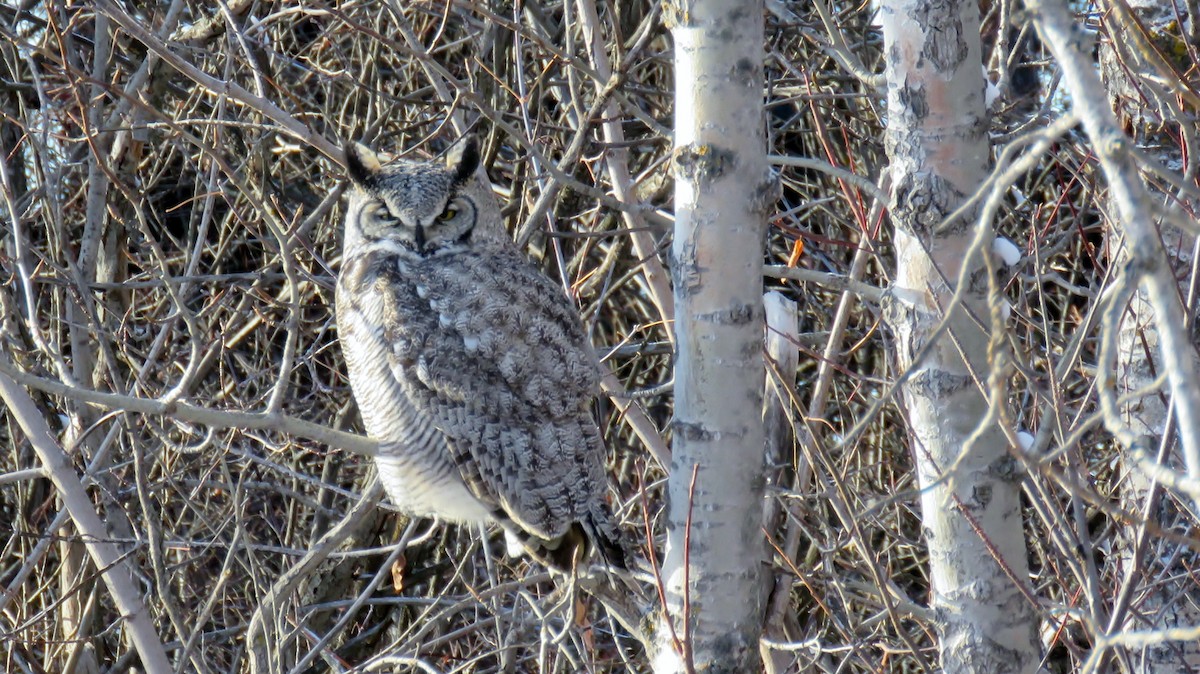 Great Horned Owl - ML80118311