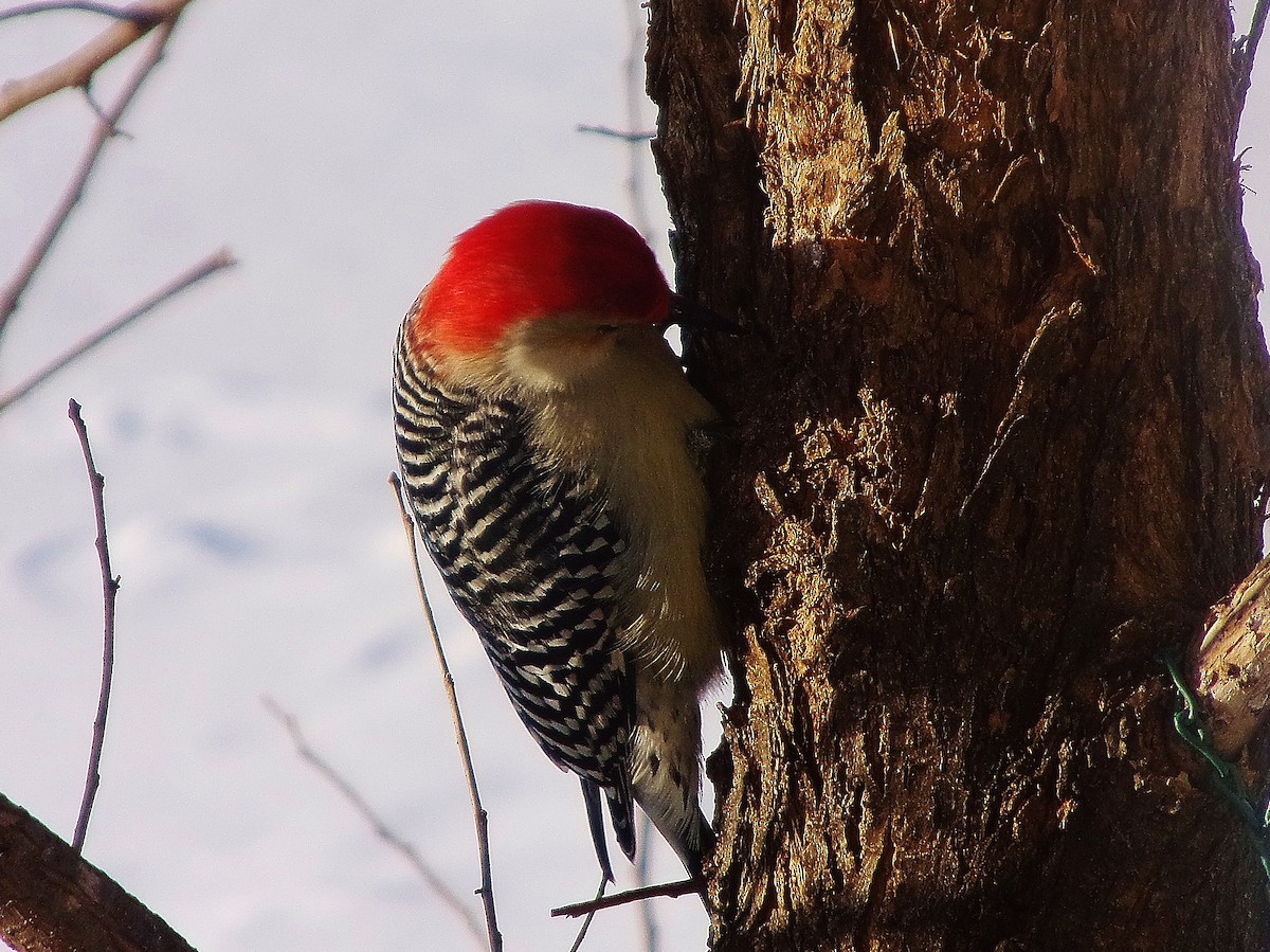 Red-bellied Woodpecker - ML80120131