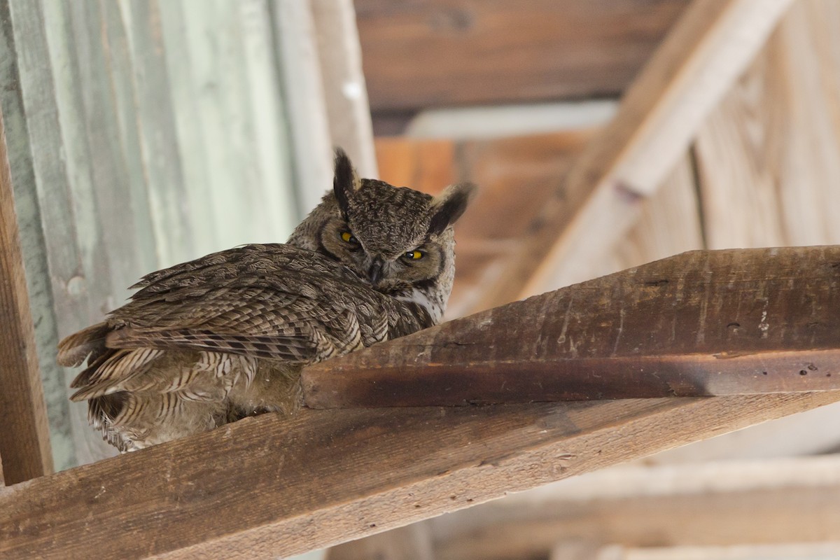 Great Horned Owl - ML80121471