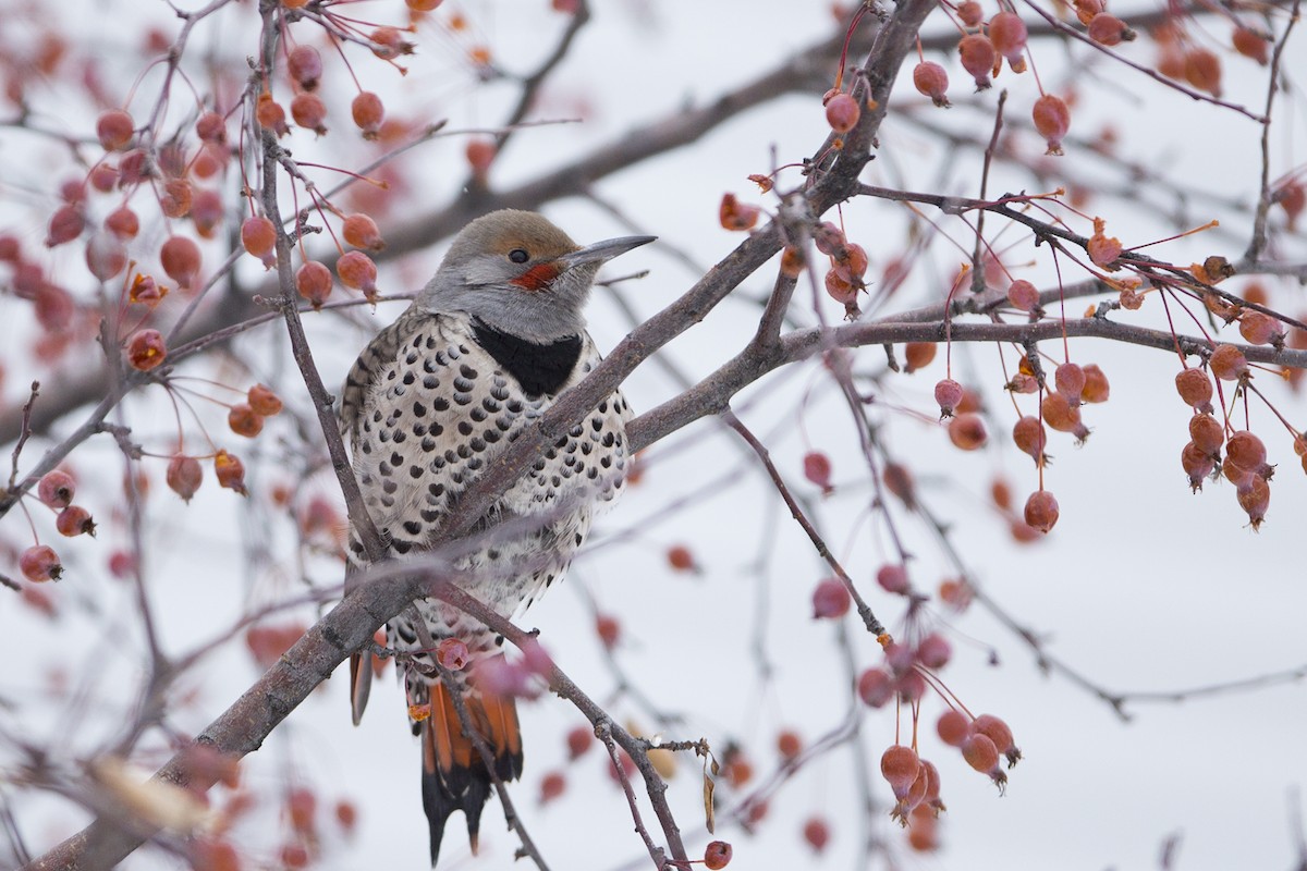 Northern Flicker (Red-shafted) - Joshua Covill