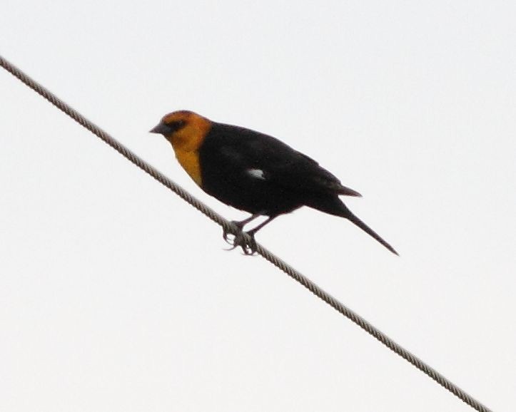 Yellow-headed Blackbird - Michael Womer