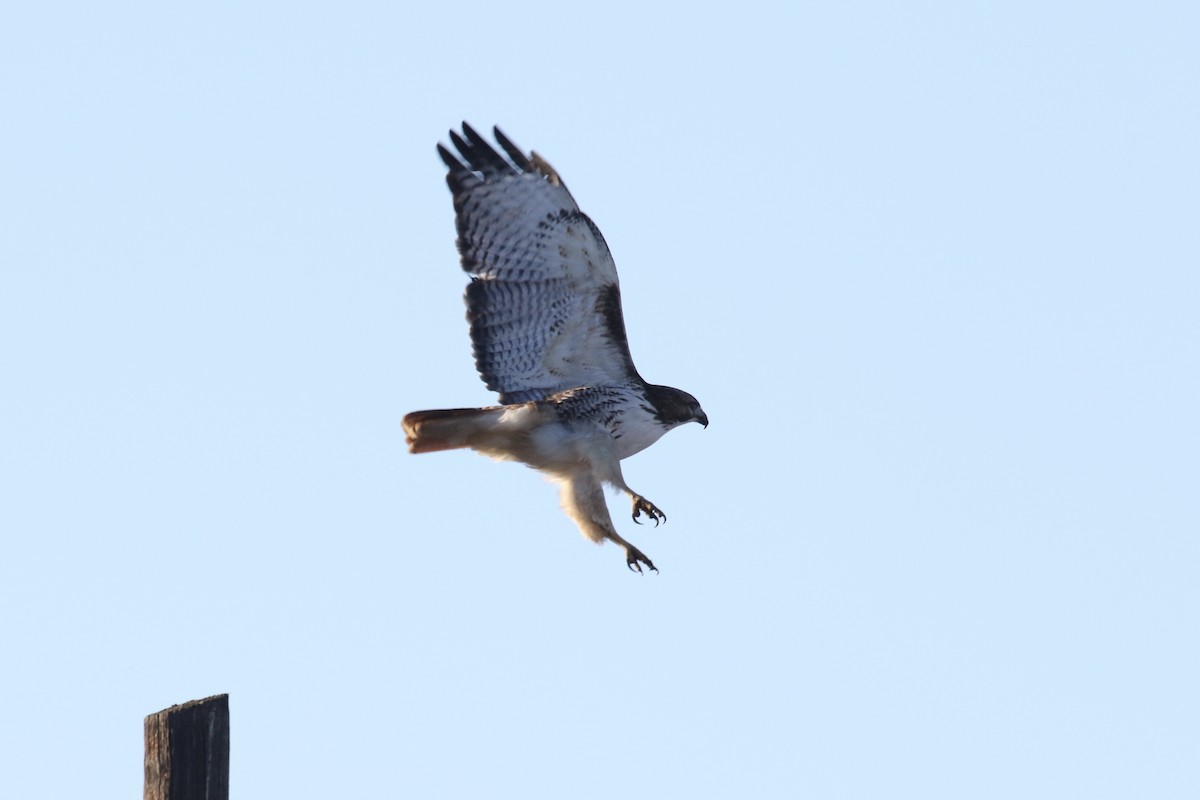 Red-tailed Hawk (Harlan's) - ML80131811