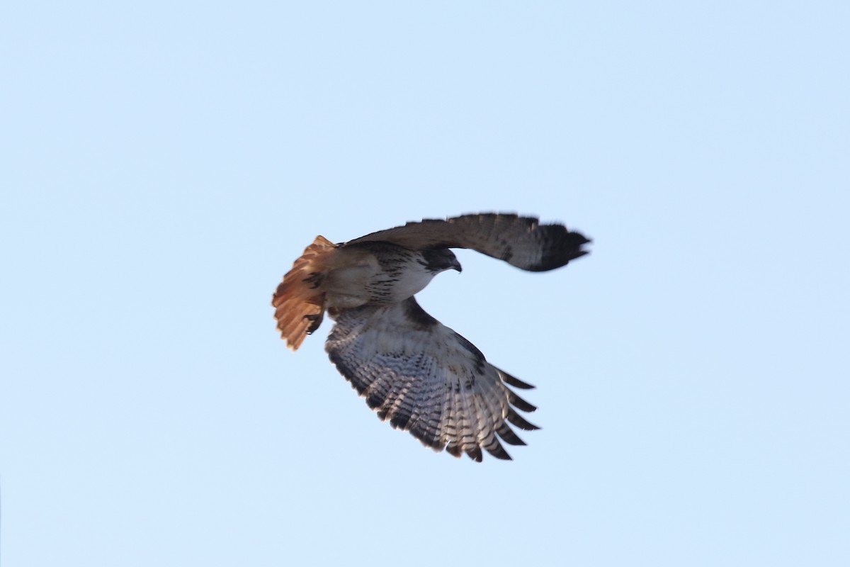Red-tailed Hawk (Harlan's) - ML80131831