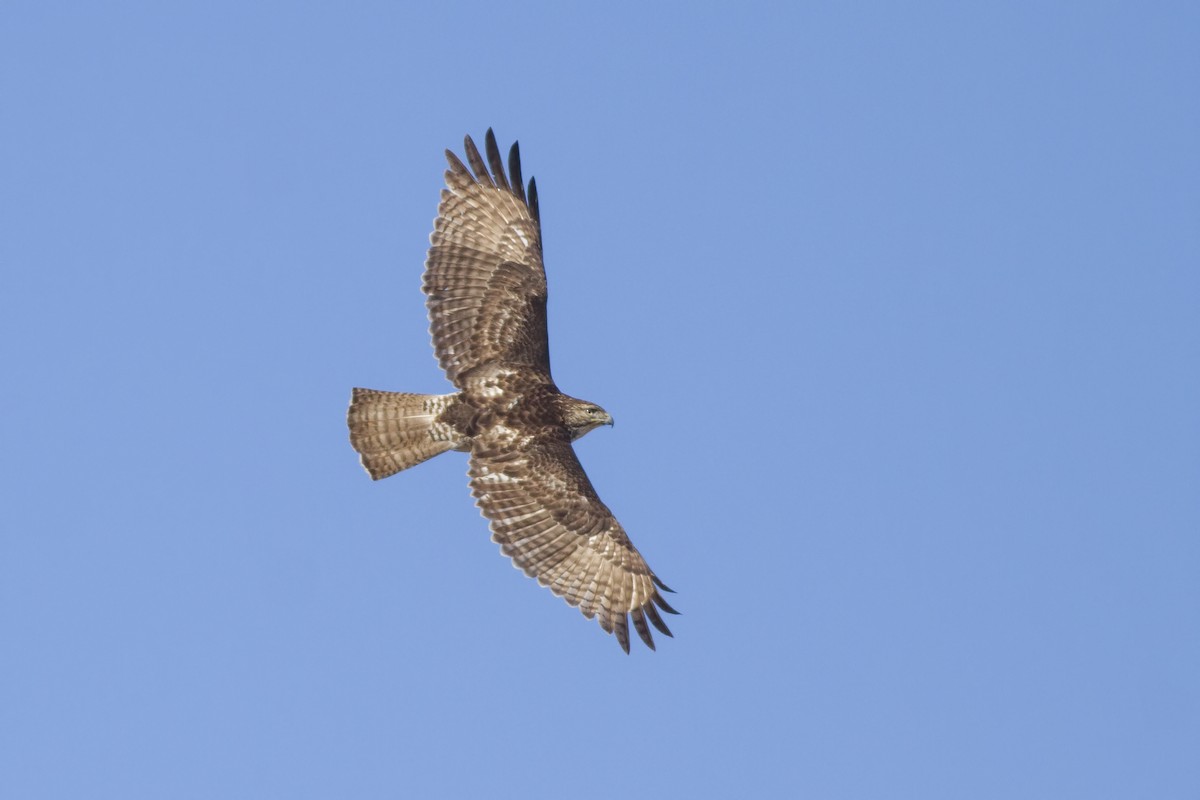 Red-tailed Hawk - Samuel Paul Galick
