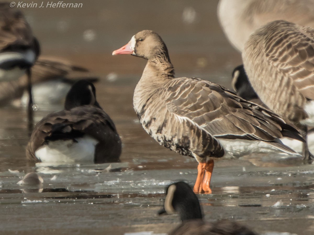 Greater White-fronted Goose - ML80133591